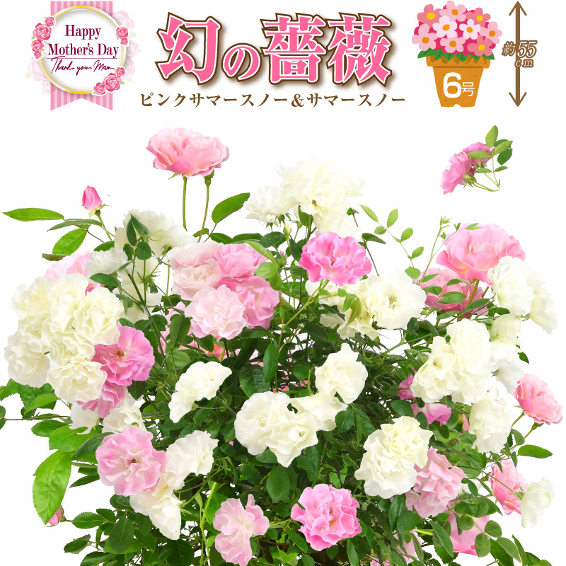 母の日限定ギフト 幻の鉢薔薇 バラ 6号鉢 ピンクサマースノー サマースノー ２色植え 母の日プレゼント用ラッピング付 年 花 ローズ 送料無料 バラ 芝生のことならバロネスダイレクト