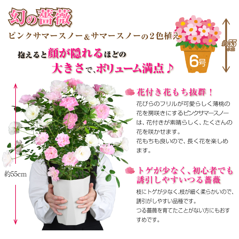 母の日限定ギフト 幻の鉢薔薇 バラ 6号鉢 ピンクサマースノー サマースノー ２色植え 母の日プレゼント用ラッピング付 年 花 ローズ 送料無料 バラ 芝生のことならバロネスダイレクト