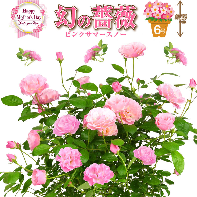 母の日限定ギフト 幻の鉢薔薇 バラ 6号鉢 ピンクサマースノー 母の日プレゼント用ラッピング付 年 花 ローズ 送料無料 バラ 芝生のことならバロネスダイレクト