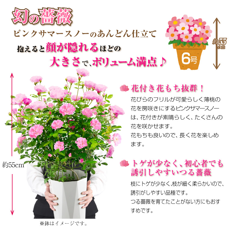 母の日限定ギフト 幻の鉢薔薇 バラ 6号鉢 ピンクサマースノー 母の日プレゼント用ラッピング付 年 花 ローズ 送料無料 バラ 芝生のことならバロネスダイレクト