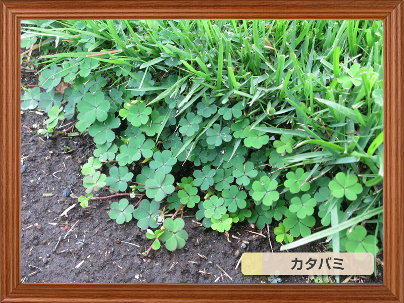 芝生によく生える代表的な雑草 芝生のことならバロネスダイレクト