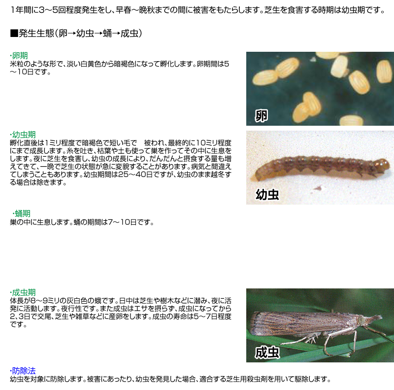 芝生の害虫 防除のしかたはコレ 芝生のことならバロネスダイレクト