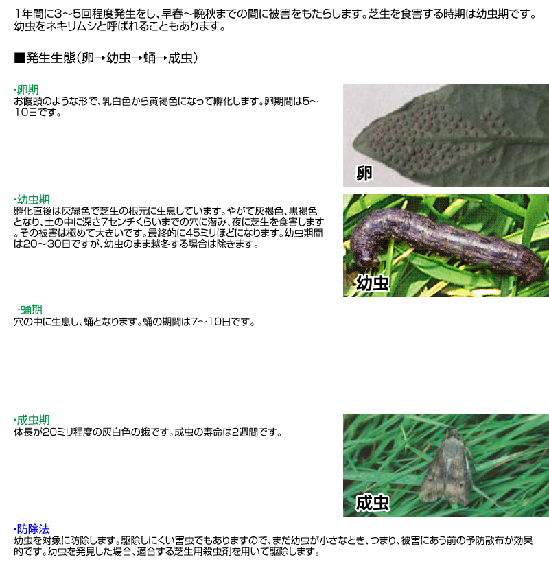 芝生の害虫 防除のしかたはコレ 芝生のことならバロネスダイレクト