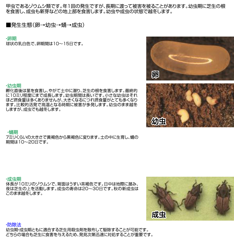 芝生の害虫 防除のしかたはコレ 芝生のことならバロネスダイレクト