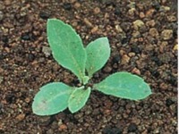 芝生の主な雑草 アレチノギク