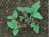 芝生の主な雑草 イヌタデ
