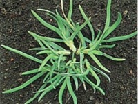 芝生の主な雑草 スズメノカタビラ