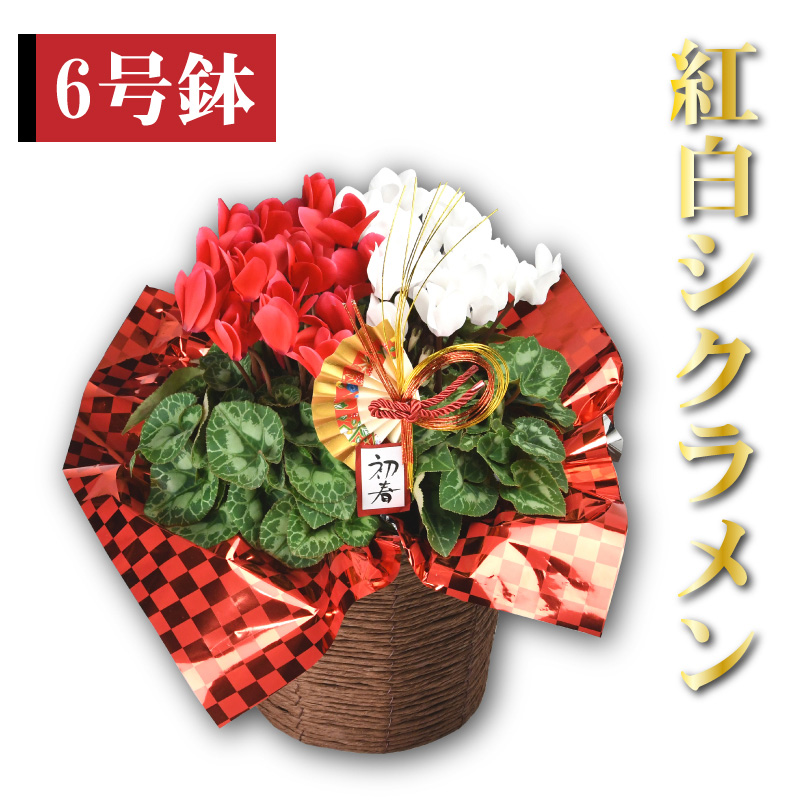 数量限定 送料無料 縁起の良い紅白シクラメン ６号鉢 扇ピック ラッピング バスケット付き シクラメン 芝生のことならバロネスダイレクト