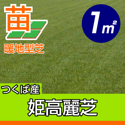 9月下旬頃販売再開予定 産地直送 代引不可 姫高麗芝 張り芝用 つくば産 1平米 0 3坪分 園芸 つくば産 芝生のことならバロネスダイレクト 9月下旬頃販売再開予定 産地直送 代引不可 姫高麗芝 張り芝用 つくば産 1平米 0 3坪分 園芸 つくば産 芝生のことならバロネスダイレクト