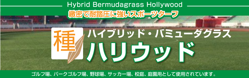 ハイブリッド・バミューダグラス ハリウッド 1kg入 お庭の広さ18～27坪用 暖地型芝の種 多年草 発芽適温摂氏20度以上です。 バミューダグラス  芝生のことならバロネスダイレクト