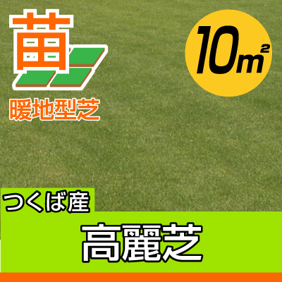 ９月下旬頃販売再開予定 産地直送 送料無料 代引不可 高麗芝 張り芝用 つくば産 10平米 3坪分 園芸 つくば産 芝生のことならバロネスダイレクト