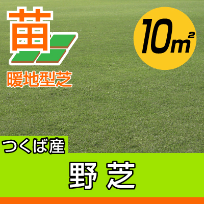 産地直送 代引不可 野芝 張り芝用 つくば産 10平米 3坪分 園芸 つくば産 芝生のことならバロネスダイレクト