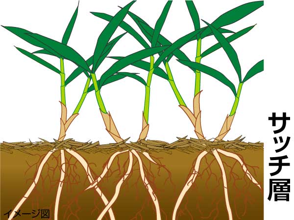バロネス コード付自走式サッチングスイーパー Lm12v 送料無料 サッチとり 芝生のことならバロネスダイレクト