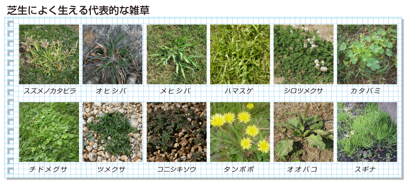 除草剤 芝生のことならバロネスダイレクト