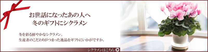 数量限定・送料無料】シクラメン ピポカ ５号鉢 バスケット付き シクラメン 芝生のことならバロネスダイレクト