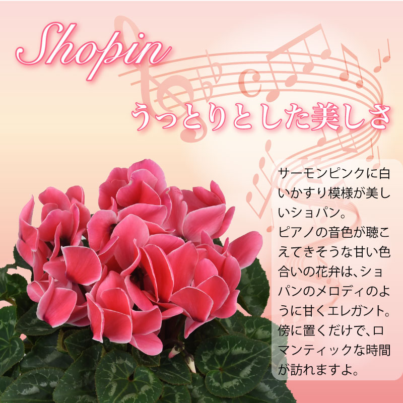 数量限定 送料無料 シクラメン ショパン ５号鉢 バスケット付き シクラメン 芝生のことならバロネスダイレクト