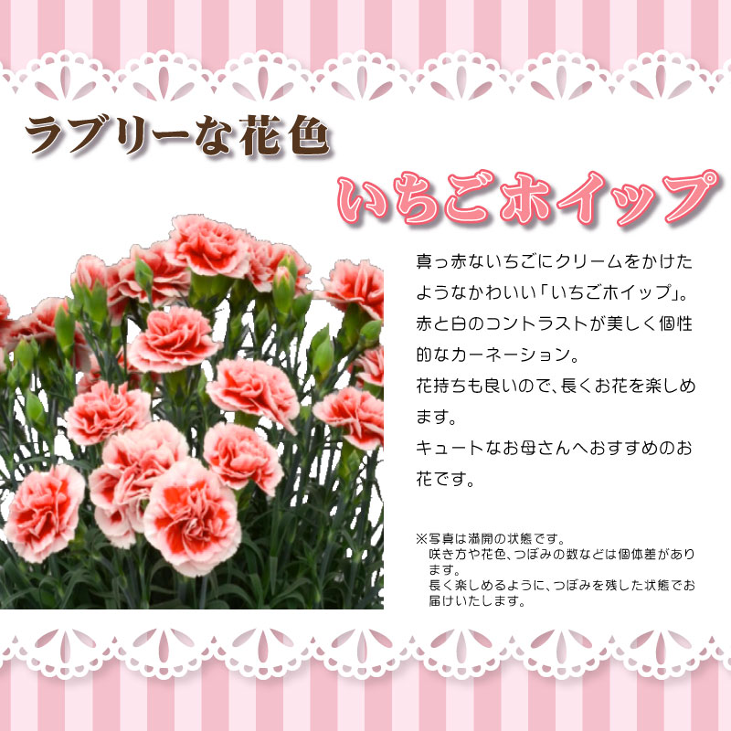 いちごホイップ カーネーション エコバッグセット 母の日プレゼント用ラッピング付 5号鉢植え 21年 花 送料無料 フラワー 芝生のことならバロネスダイレクト