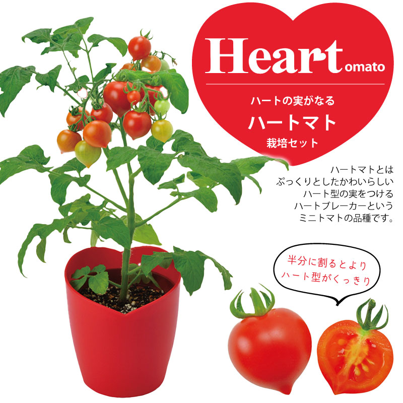 種から育てるハート型のミニトマト ハートマト 栽培セット ギフト 花 ハーブ 野菜の種 芝生のことならバロネスダイレクト