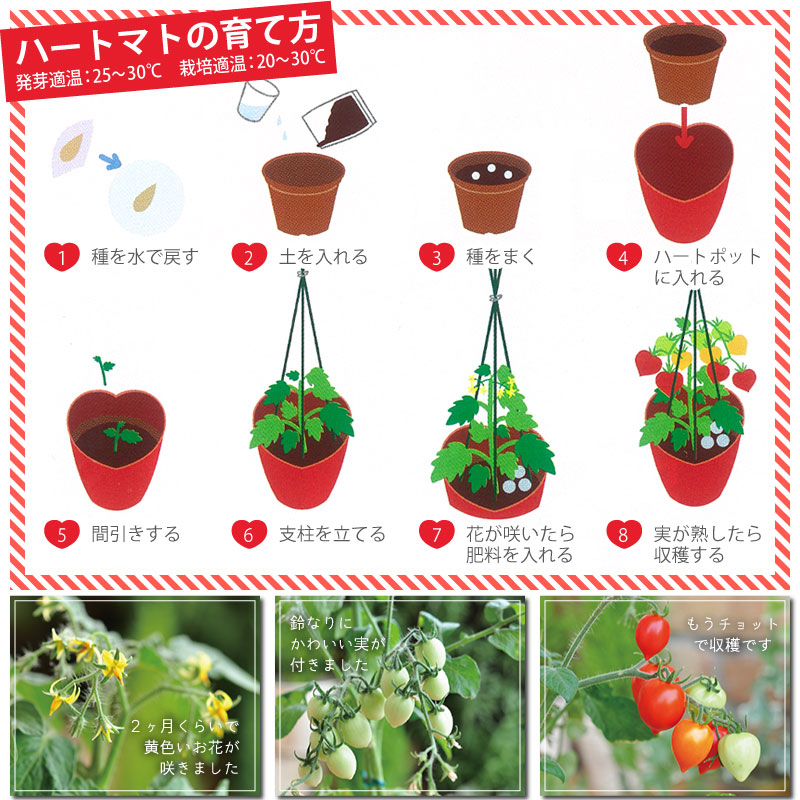 種から育てるハート型のミニトマト ハートマト 栽培セット ギフト 花 ハーブ 野菜の種 芝生のことならバロネスダイレクト