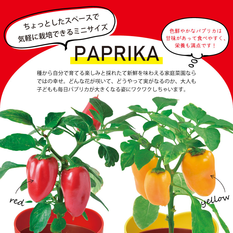 種から育てるパプリカ 栽培セット 選べる2種類 赤パプリカ 黄パプリカ ギフト 花 ハーブ 野菜の種 芝生のことならバロネスダイレクト