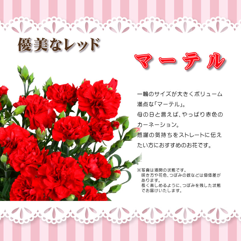 マーテル カーネーション エコバッグセット 母の日プレゼント用ラッピング付 5号鉢植え 21年 花 送料無料 フラワー 芝生のことならバロネスダイレクト マーテル カーネーション エコバッグセット 母の日プレゼント用ラッピング付 5号鉢植え 21年 花 送料無料 フラワー 芝生のことならバロネスダイレクト