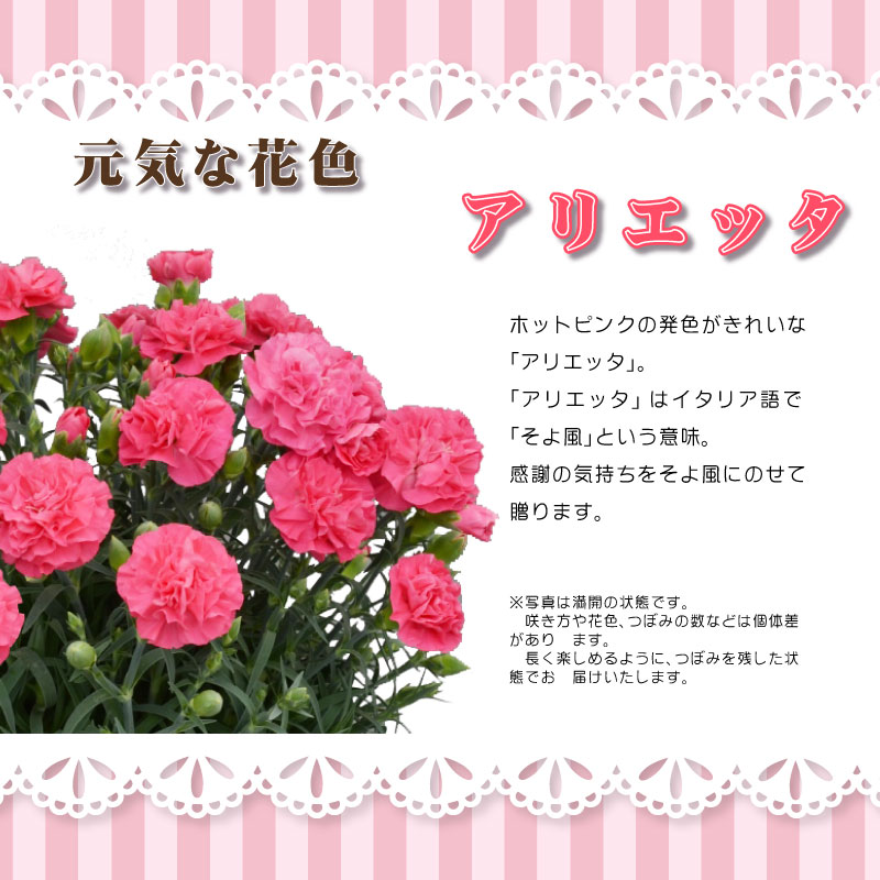 アリエッタ カーネーション エコバッグセット 母の日プレゼント用ラッピング付 5号鉢植え 21年 花 送料無料 新商品 芝生のことならバロネスダイレクト アリエッタ カーネーション エコバッグセット 母の日プレゼント用ラッピング付 5号鉢植え 21年 花 送料無料 新商品 芝生のことならバロネスダイレクト