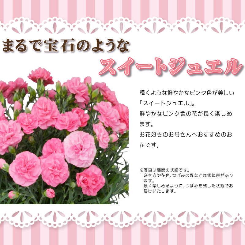 スイートジュエル カーネーション エコバッグセット 母の日プレゼント用ラッピング付 5号鉢植え 21年 花 送料無料 カーネーション 芝生のことならバロネスダイレクト スイートジュエル カーネーション エコバッグセット 母の日プレゼント用ラッピング付 5号鉢植え 21年 花 送料無料 カーネーション 芝生のことならバロネスダイレクト