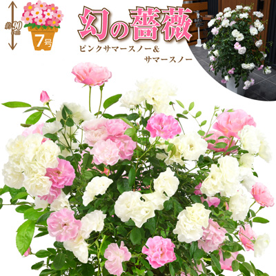 6号鉢 高さ55センチ 2色植え 幻の薔薇 ピンクサマースノー サマースノー 母の日プレゼント用ラッピング付 21年 花 ローズ 鉢植え ハルガスミ つる薔薇 花鉢 送料無料 バラ 芝生のことならバロネスダイレクト