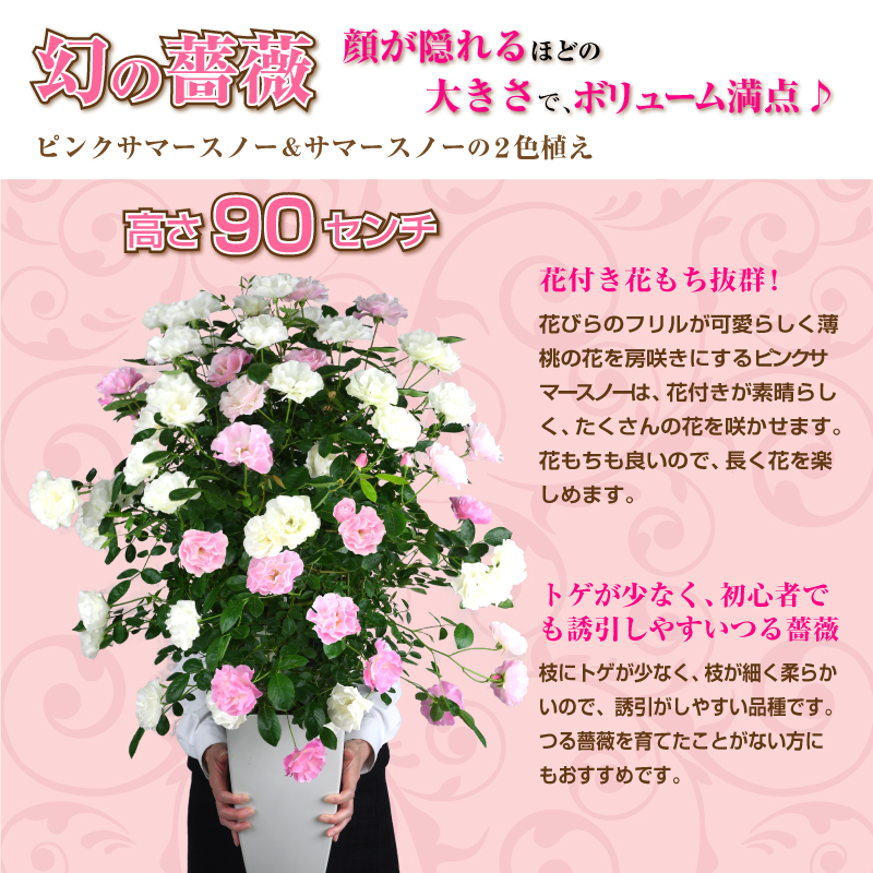 7号鉢 高さ90センチ 2色植え 幻の薔薇 ピンクサマースノー サマースノー 母の日プレゼント用ラッピング付 21年 花 ローズ 鉢植え ハルガスミ つる薔薇 花鉢 送料無料 バラ 芝生のことならバロネスダイレクト