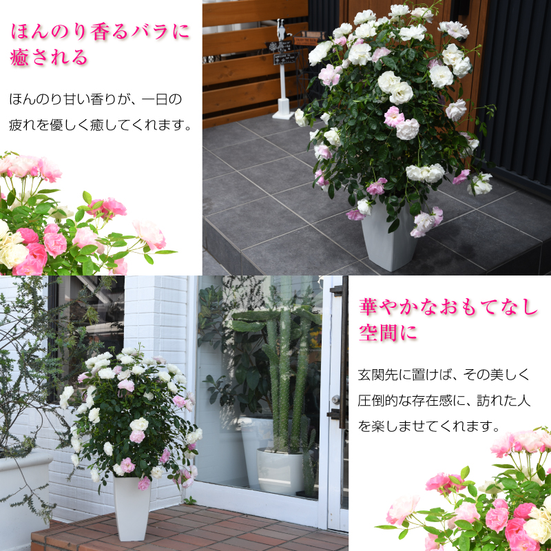 7号鉢 高さ90センチ 2色植え 幻の薔薇 ピンクサマースノー サマースノー 母の日プレゼント用ラッピング付 21年 花 ローズ 鉢植え ハルガスミ つる薔薇 花鉢 送料無料 バラ 芝生のことならバロネスダイレクト 7号鉢 高さ90センチ 2色植え 幻の薔薇 ピンクサマースノー サマースノー 母の日プレゼント用ラッピング付 21年 花 ローズ 鉢植え ハルガスミ つる薔薇 花鉢 送料無料 バラ 芝生のことならバロネスダイレクト