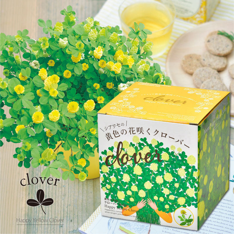 シアワセの黄色の花咲くクローバー 栽培セット ギフト 花 ハーブ 野菜の種 芝生のことならバロネスダイレクト