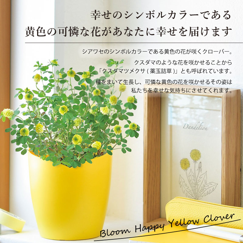 シアワセの黄色の花咲くクローバー 栽培セット ギフト 花 ハーブ 野菜の種 芝生のことならバロネスダイレクト
