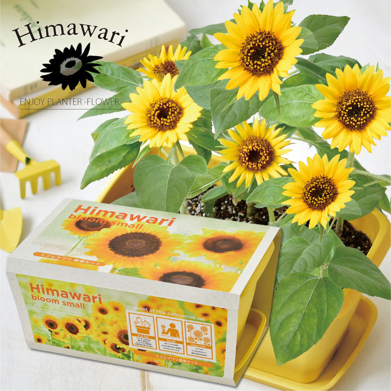 エンジョイプランターフラワー ミニヒマワリ 栽培セット ギフト 花 ハーブ 野菜の種 芝生のことならバロネスダイレクト