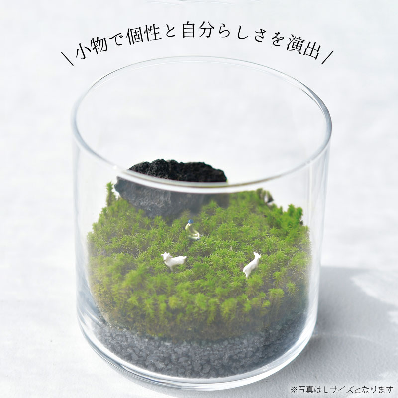 グラストモス L 苔テラリウム 栽培セット ギフト 花 ハーブ 野菜の種 芝生のことならバロネスダイレクト