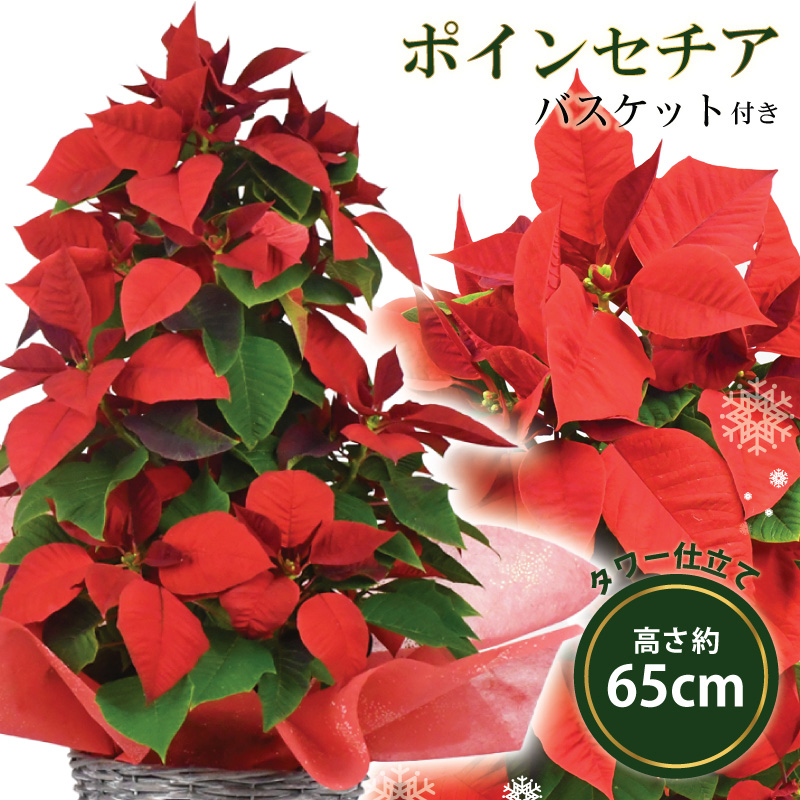 数量限定 送料無料 ポインセチア ノエル タワー仕立て 5号鉢 バスケット付き ポインセチア 芝生のことならバロネスダイレクト