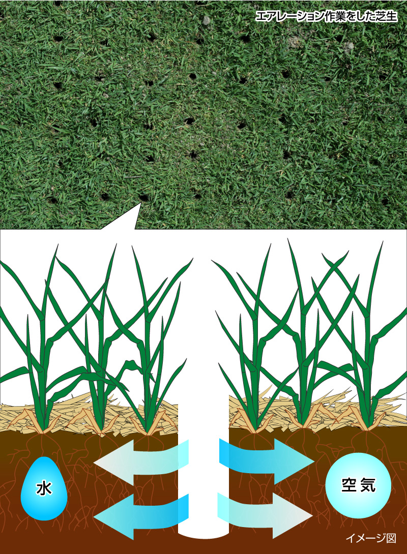 エアレーションで 芝生の根っこを元気にしよう 芝生のことならバロネスダイレクト