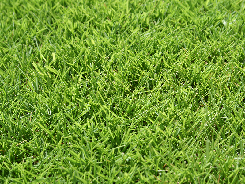 芝生の生長点って 芝生のことならバロネスダイレクト