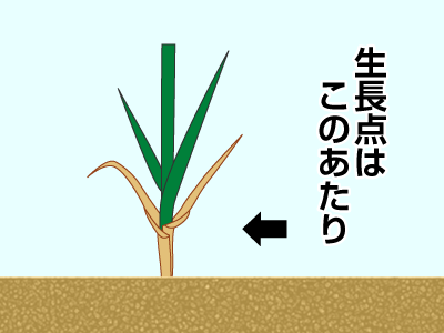 芝生の生長点って 芝生のことならバロネスダイレクト