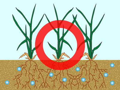 2 芝生の根っこの生育が悪くなる原因 非伝染性病害条件 芝生のことならバロネスダイレクト