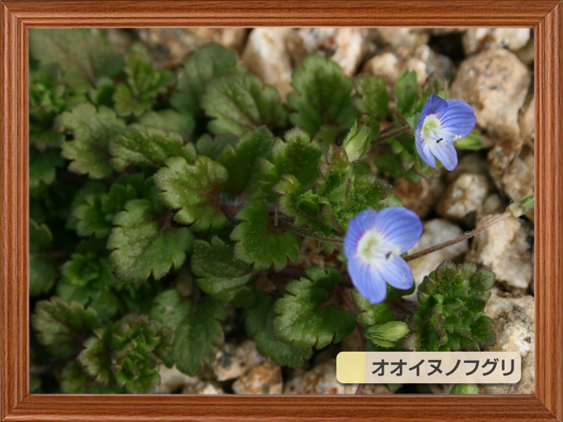 芝生によく生える代表的な雑草 芝生のことならバロネスダイレクト