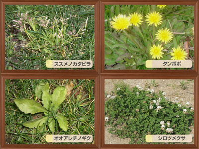 芝生によく生える雑草図鑑 駆除のしかたはコレ 芝生のことならバロネスダイレクト