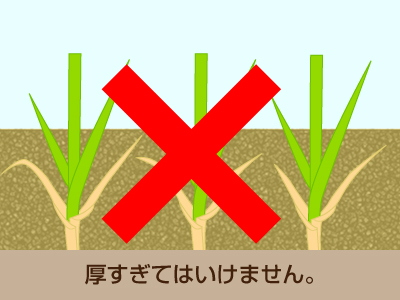 へ っ だからなんだ芝生に目土 目砂 芝生のことならバロネスダイレクト