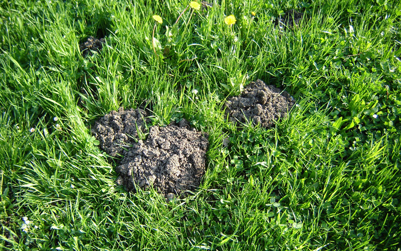 お庭に不思議な穴が 誰のしわざ 芝生のことならバロネスダイレクト