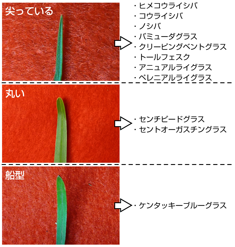 なんでも鑑定 芝生の草種の見分けかた 芝生のことならバロネスダイレクト