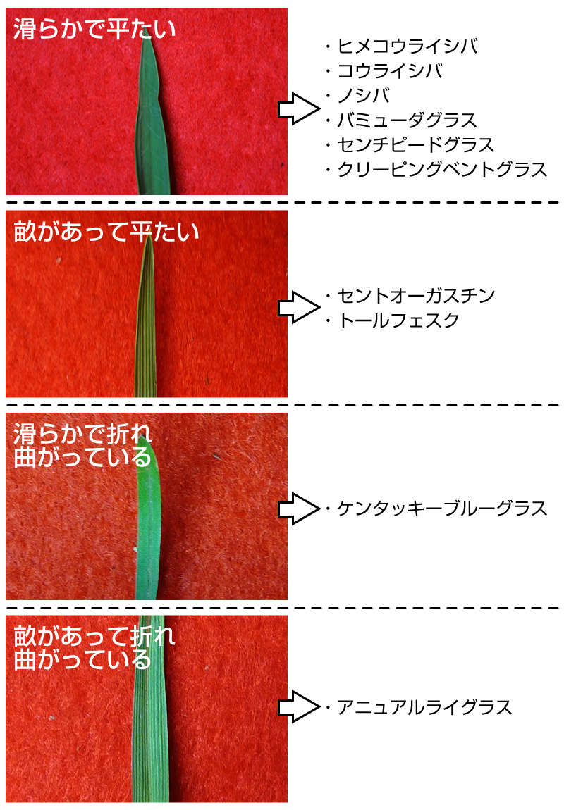 なんでも鑑定 芝生の草種の見分けかた 芝生のことならバロネスダイレクト